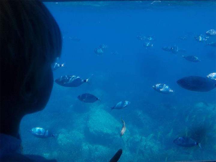 Observation poissons bateau Perpignan